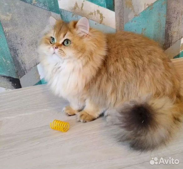 Яркая британская золотая шиншилла