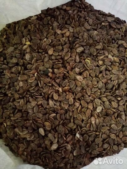 Семена арбуза Топ Ган Шуга Беби Продюсер