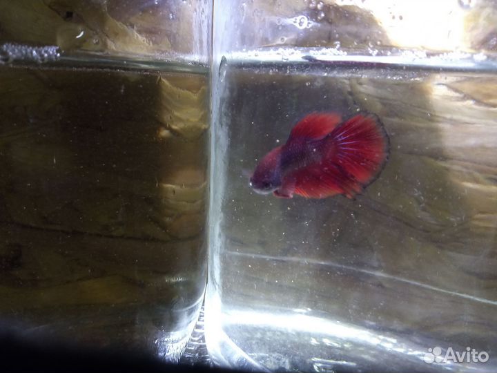 Аквариумные рыбки петушок, гуппи, тернеция