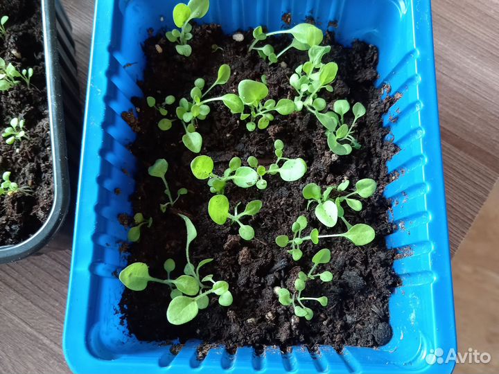 Рассада петунии для пикировки