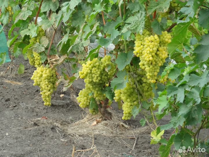 Саженцы винограда