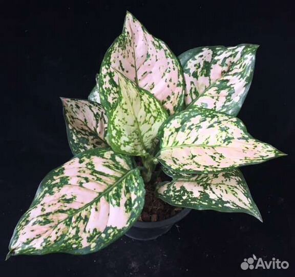Аглаонема Роуз Сингониум Dazzle color