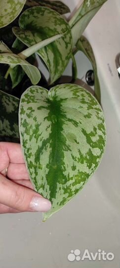 Сциндапсус Silver Lady бронирование на весну