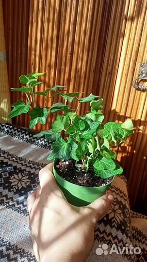 Плющ хедера