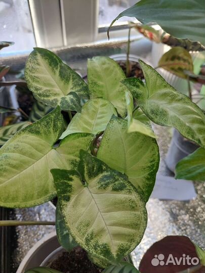 Сингониумы сортовые