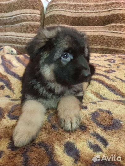 Продажа щенков