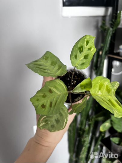 Маранта бьюти ким