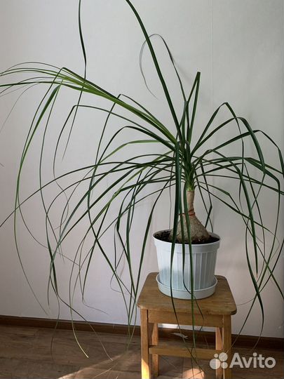 Бокарнея нолина