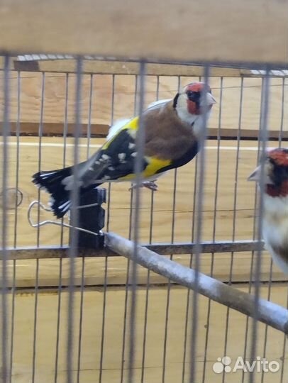 Щеглы, лесные птицы