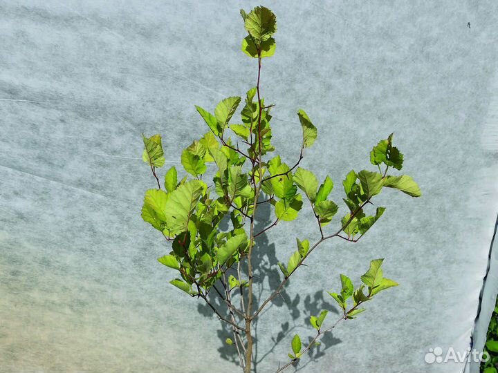 Боярышник обыкновенный 40-60 см с3