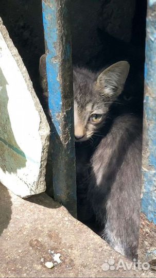 Котенок
