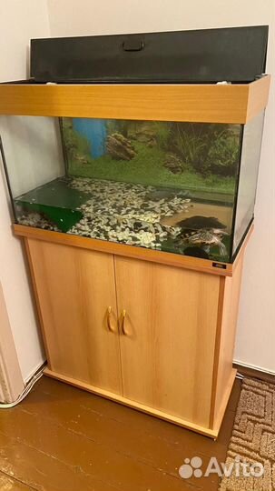 Черепаха с аквариумом