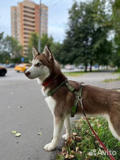 Щенок хаски в добрые руки