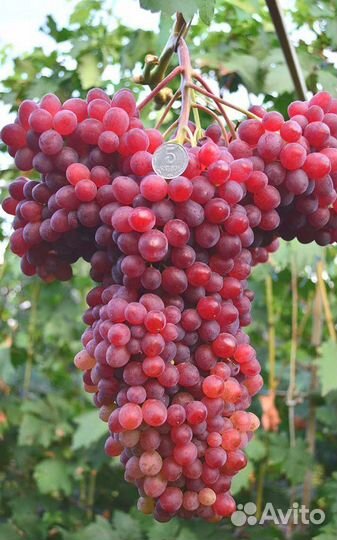 Виноград