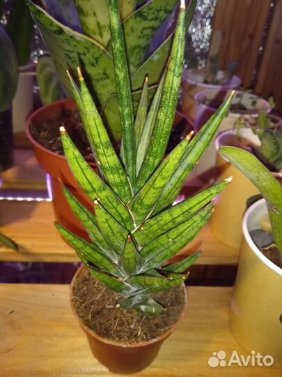 Сансевиерия францизи