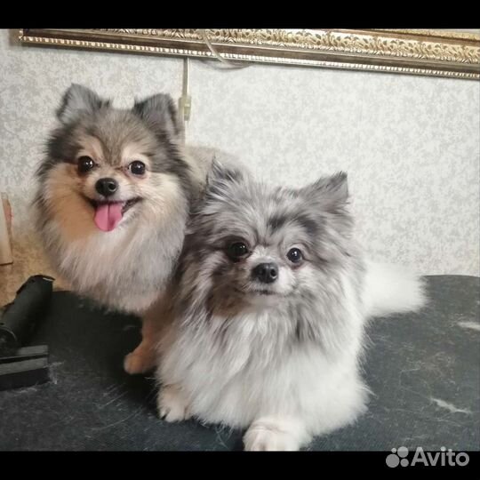 Грумер на дому