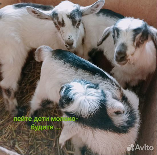 Ветеринарные услуги