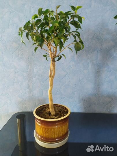 Фикус бенджамина