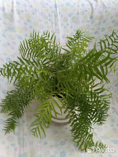 Папоротник нефролепис Биссерата фурканс