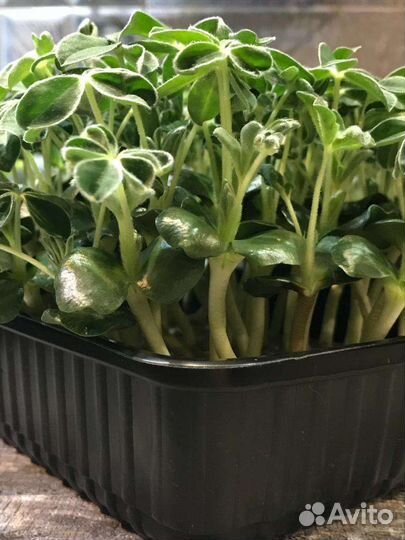 Микрозелень Омск