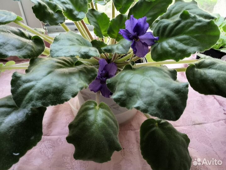 Комнатные цветы фиалки