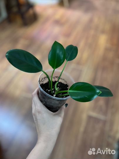 Бегония алоказия каладиум филодендрон