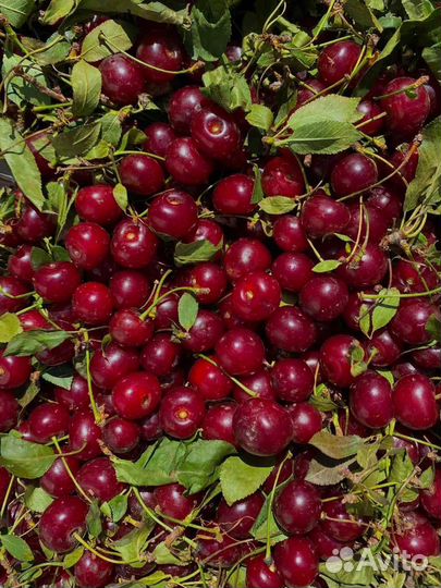 Вишня ягода свежая