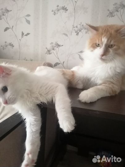 Котята Мейн-кун