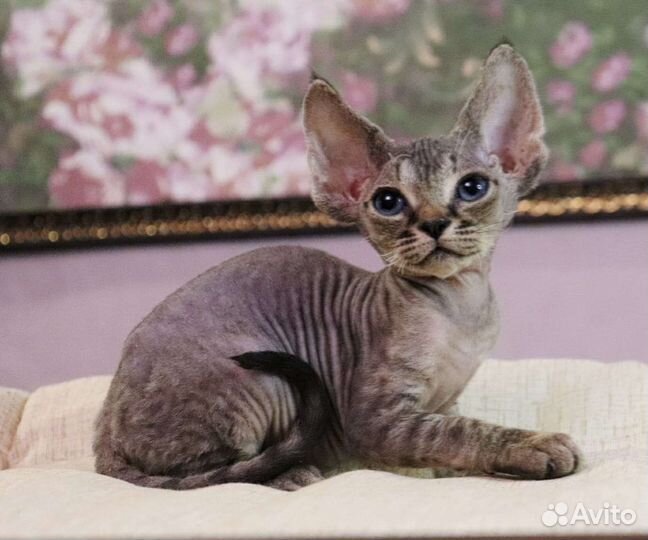 Котик Девон Рекс