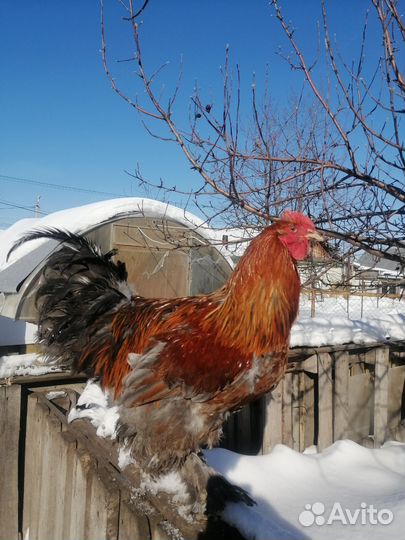 Петух брама