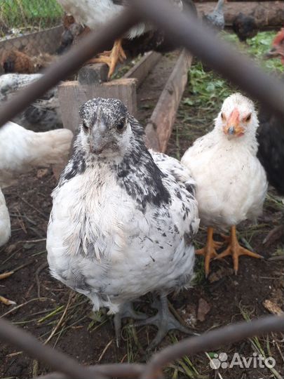 Куры молодки