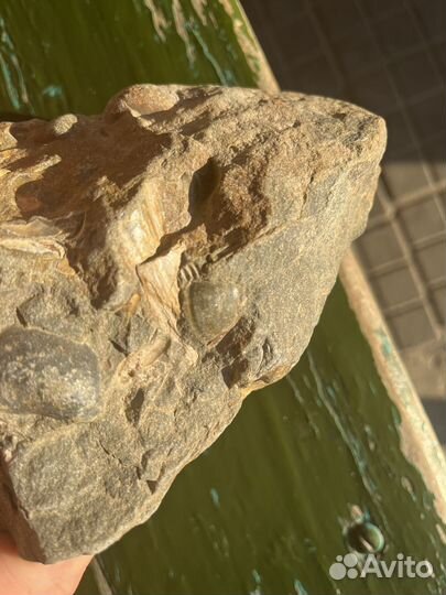 Окаменелости