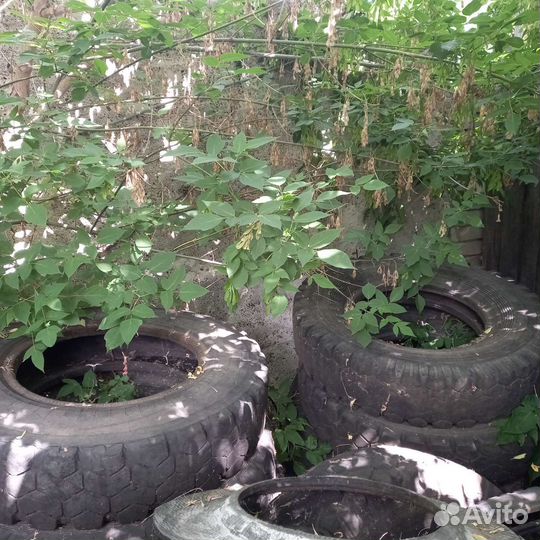 Pirelli Carrier 185/60 R15