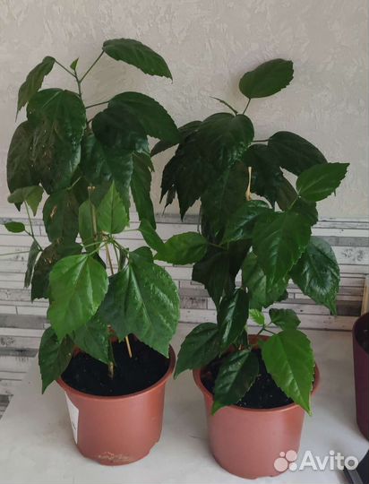 Гибискус китайская роза