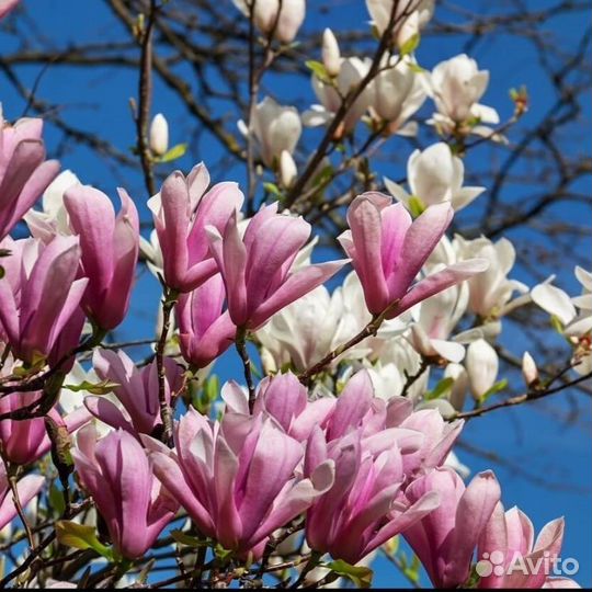 Магнолия 