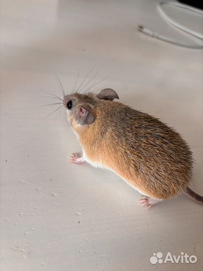 Акомисы иглистые мыши