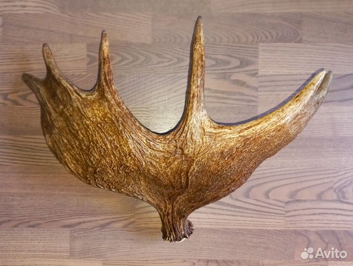 Лосиные рога