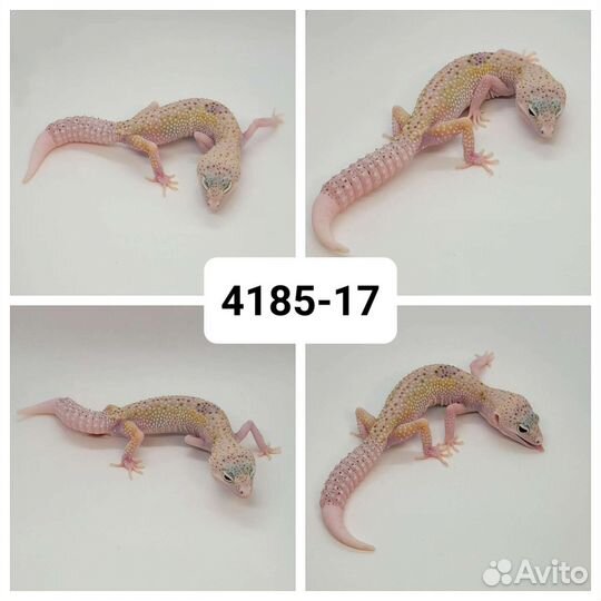 Эублефары, инкубация под самок