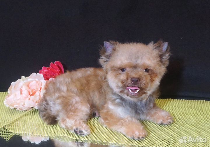 Йоркширский терьер шоколадная мини девочка