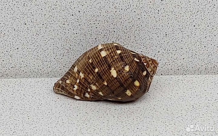 Пурпура Персидская 5,2 морская ракушка раковина