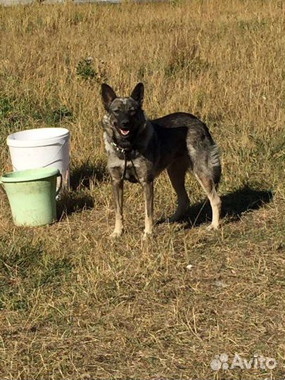 Собака бесплатно