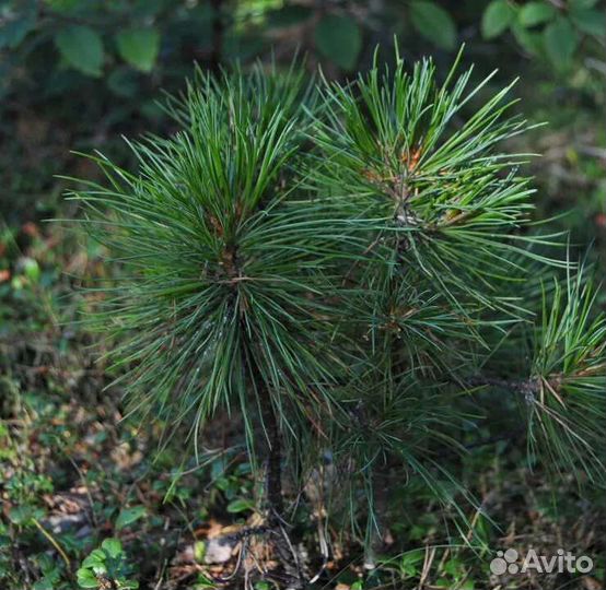 Саженцы сибирского кедра