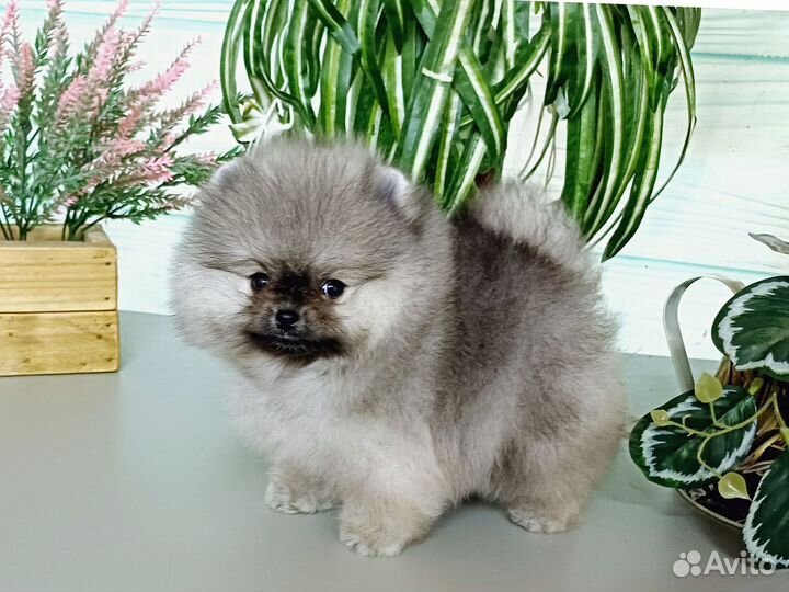 Померанский шпиц девочка