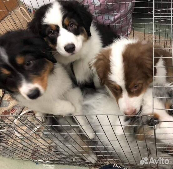 Инструктор по вязке собак