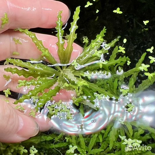 Аквариумное растение