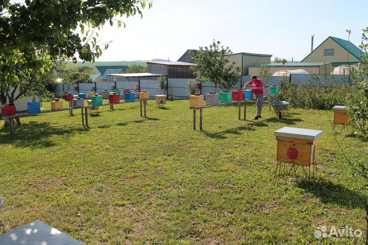 Плодные пчеломатки карника F2