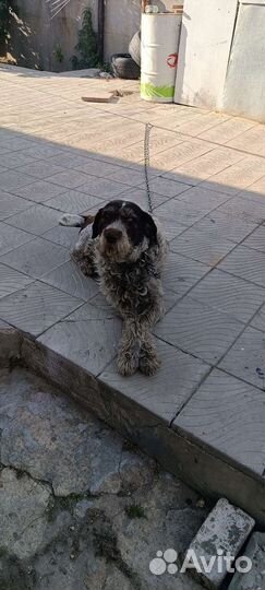 Случка собак