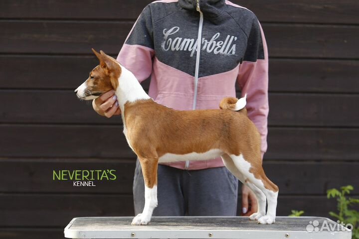 Басенджи щенки