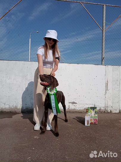 Хендлер для собак