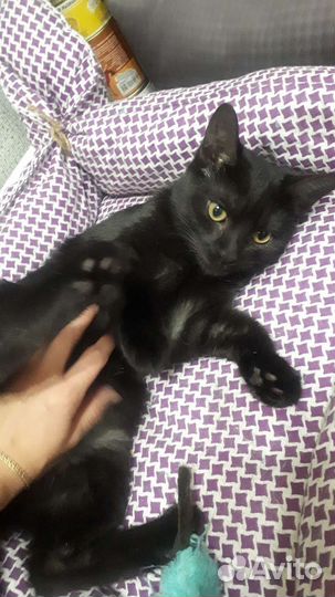 Передержка кошек / котов